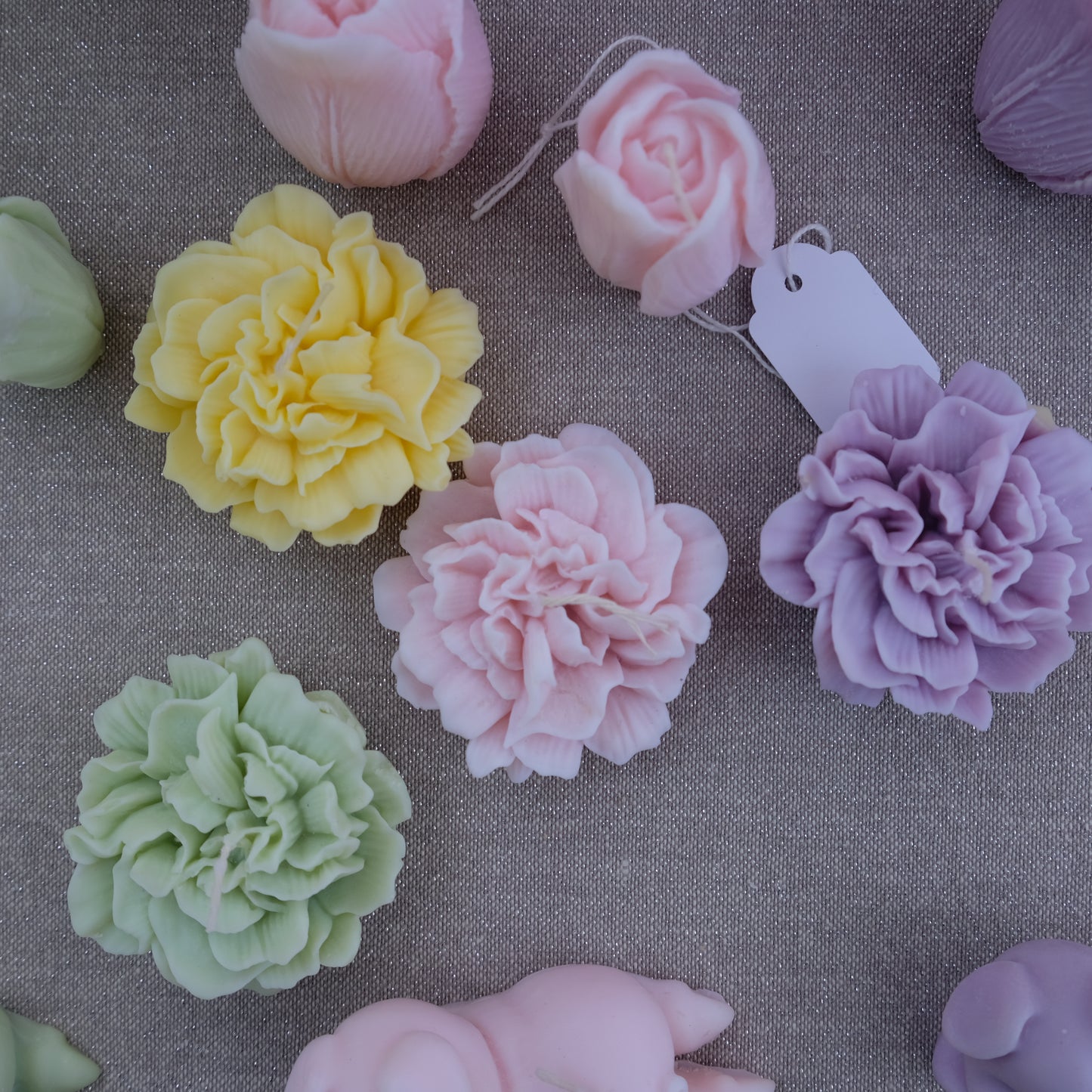 Carnation