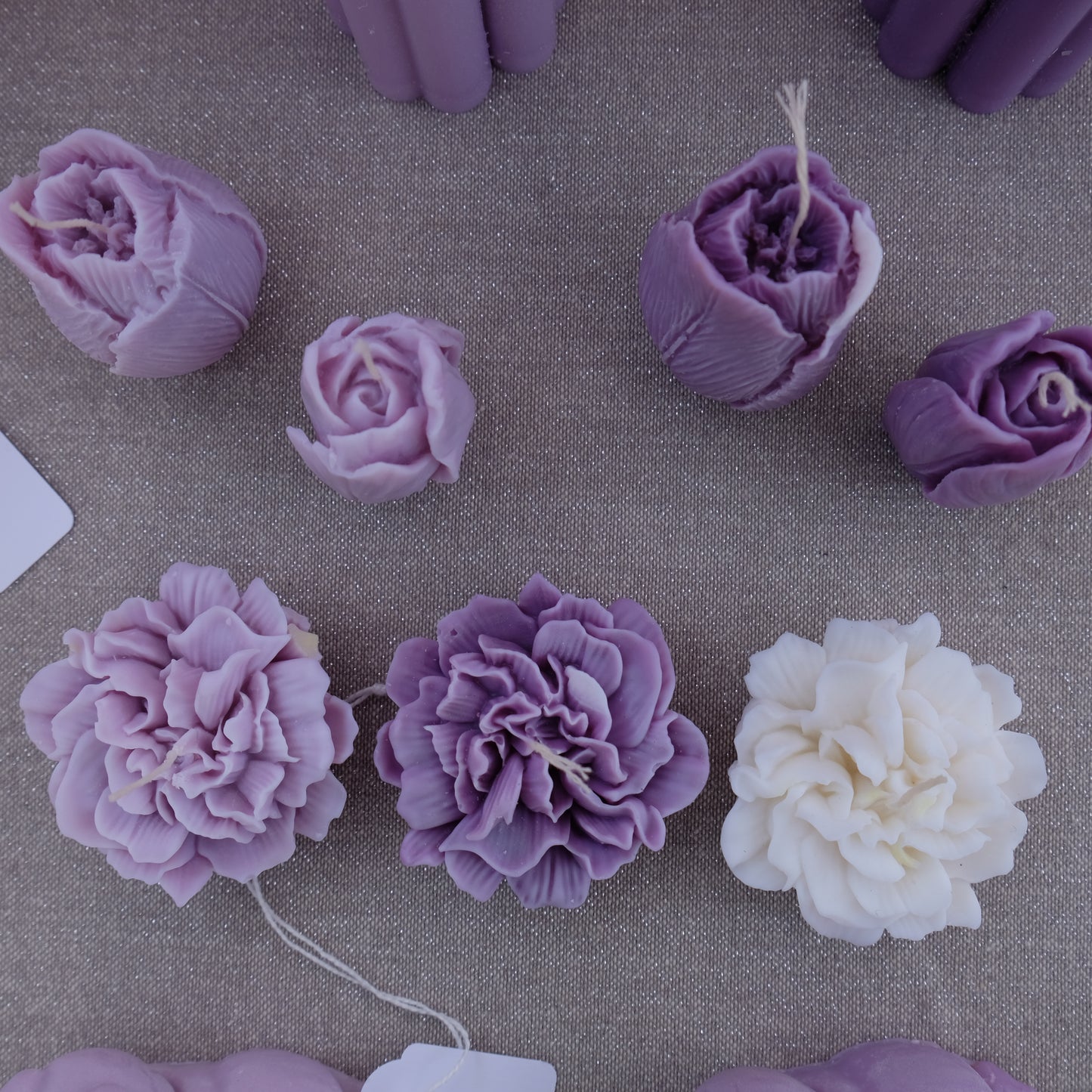 Carnation