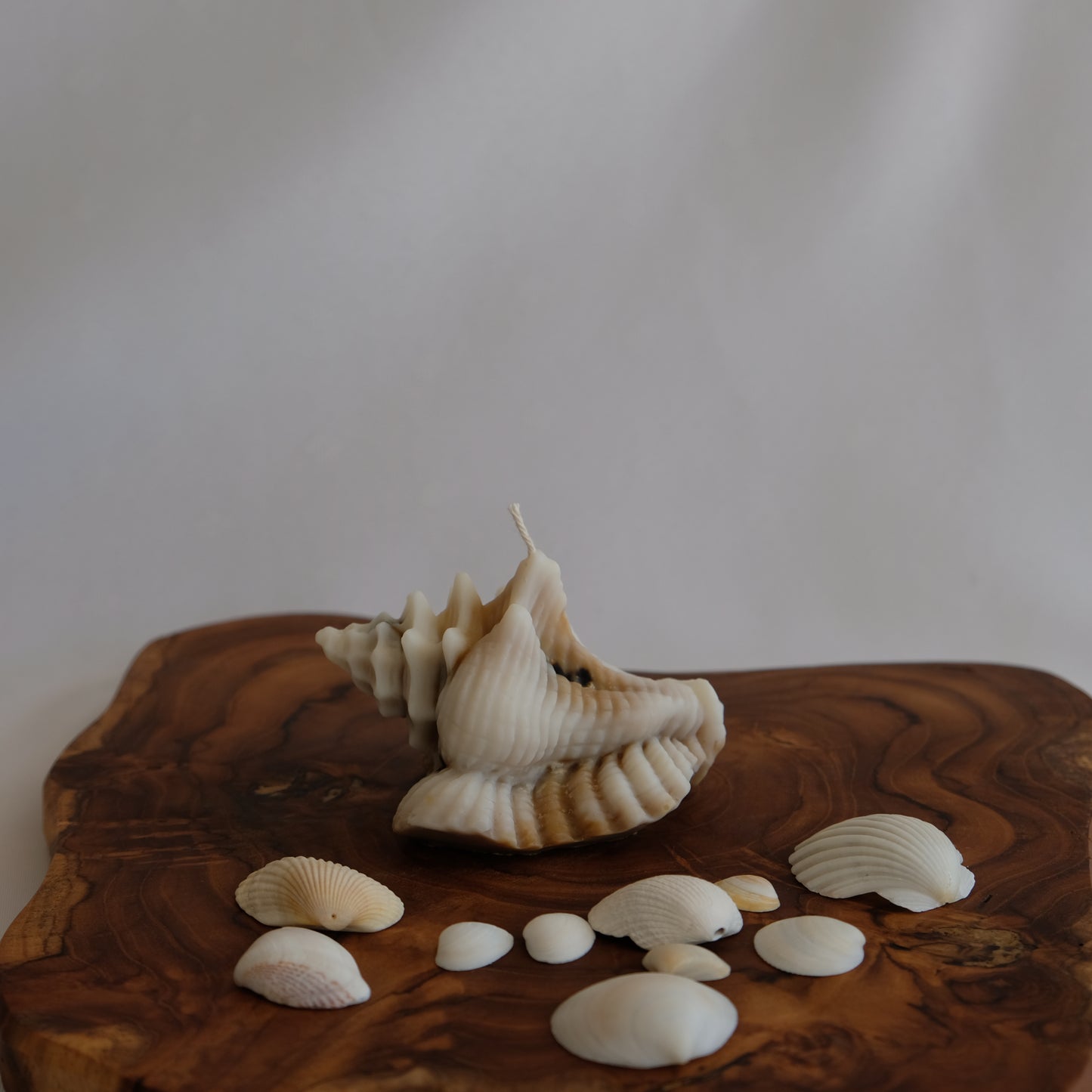 Conch Shell