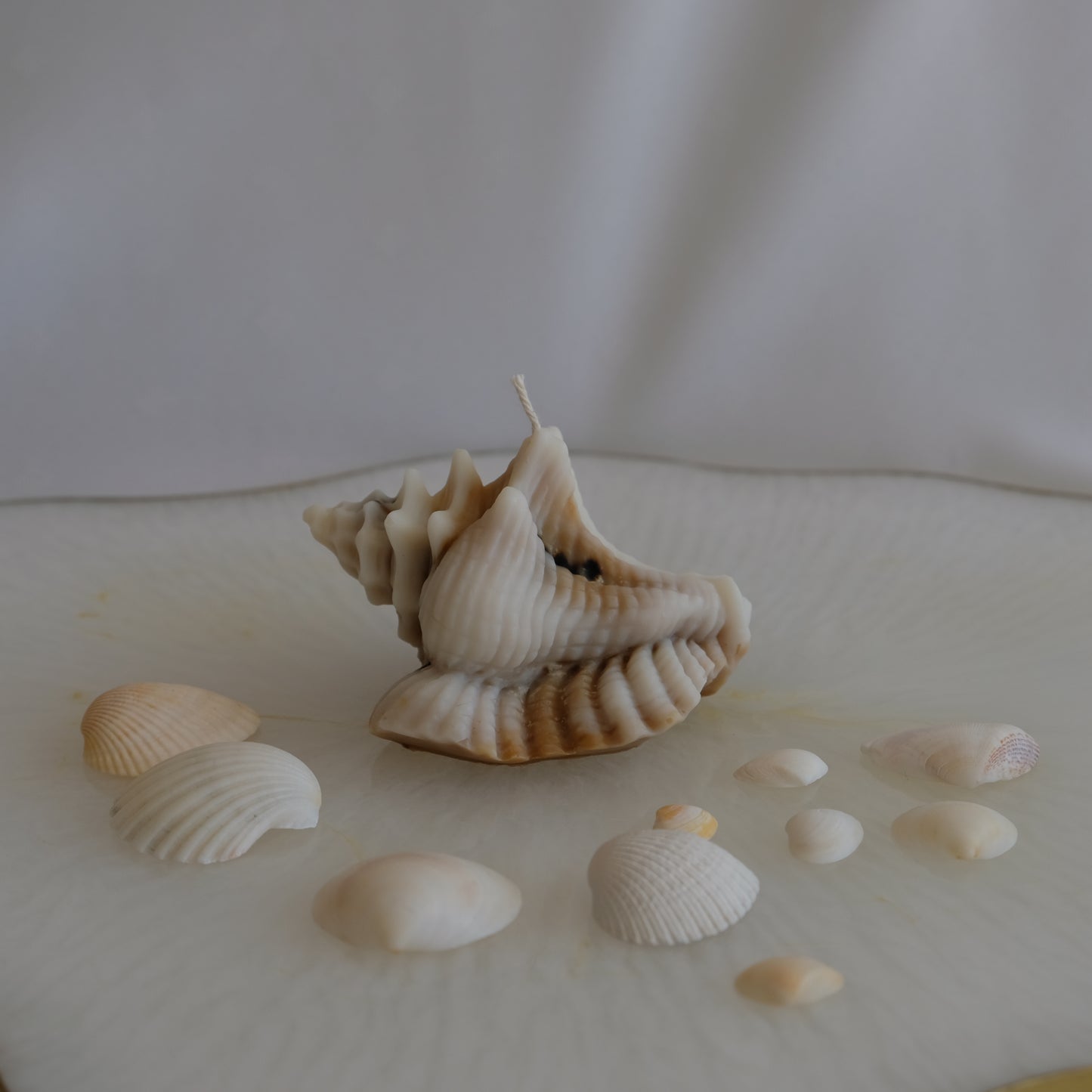 Conch Shell