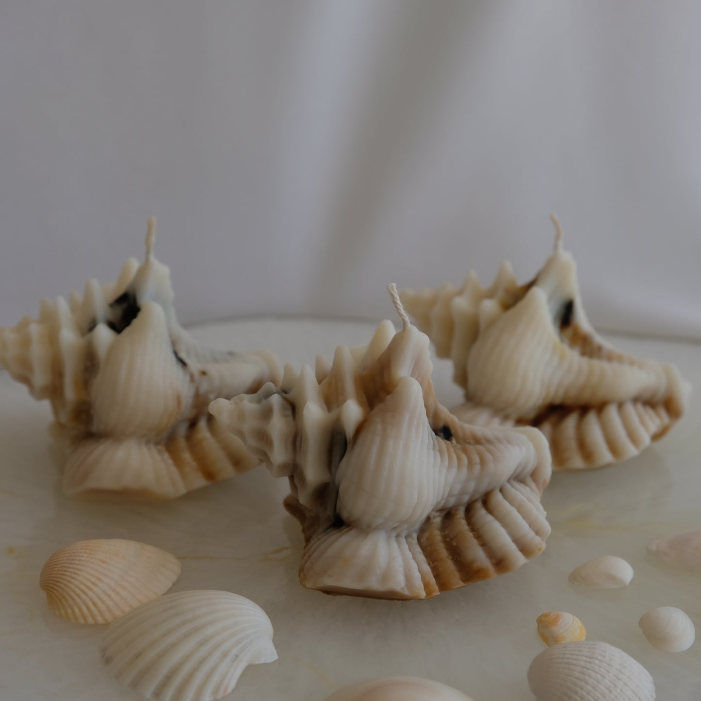 Conch Shell