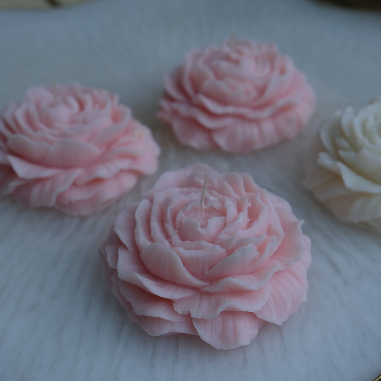 Peony Flower