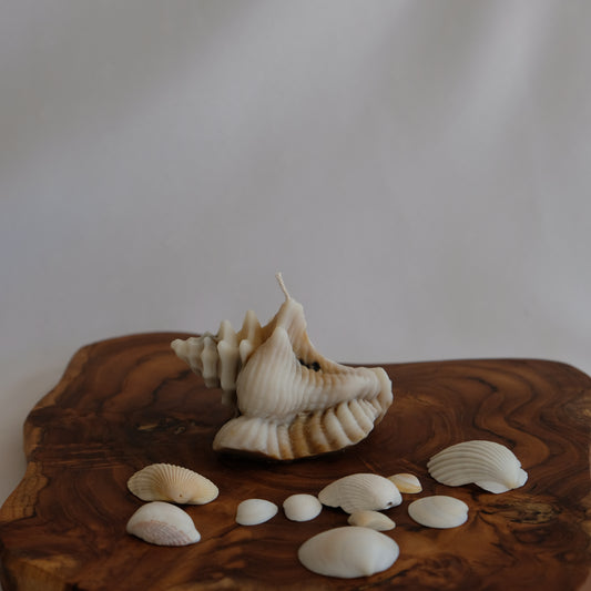 Conch Shell